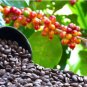 Heirloom Colorful Coffee Bean 10 PCS Seeds