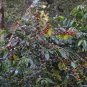 Heirloom Colorful Coffee Bean 10 PCS Seeds