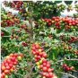 Heirloom Colorful Coffee Bean 10 PCS Seeds