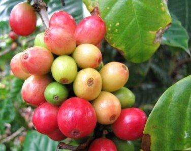 Heirloom Colorful Coffee Bean Plants 10 PCS Seeds