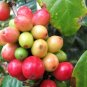 Heirloom Colorful Coffee Bean Plants 10 PCS Seeds