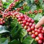 Heirloom Colorful Coffee Bean Plants 10 PCS Seeds
