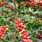 Heirloom Colorful Coffee Bean Plants 10 PCS Seeds