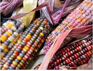 Heirloom Colorful Hybrid Corn 20 PCS Seeds