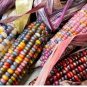Heirloom Colorful Hybrid Corn 20 PCS Seeds