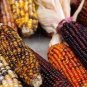 Heirloom Colorful Hybrid Corn 20 PCS Seeds