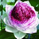 Heirloom Colorful Lotus 10 PCS Seeds