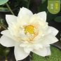 Heirloom Colorful Lotus 10 PCS Seeds