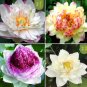 Heirloom Colorful Lotus 10 PCS Seeds