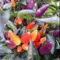 Heirloom Colorful Pot Tabasco Hot Pepper ornamental bonsai chili including purple 30 PCS Seeds