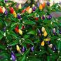 Heirloom Colorful Pot Tabasco Hot Pepper ornamental bonsai chili including purple 30 PCS Seeds