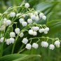 Heirloom Convallaria majalis Lily-of-the-valley Rare Flower 50 PCS Seeds