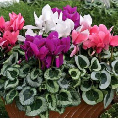 Heirloom Cyclamen Grandiflorum 'Lazer Mixed' 5 PCS Seeds