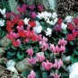 Heirloom Cyclamen Grandiflorum 'Lazer Mixed' 5 PCS Seeds