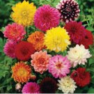 Heirloom Dahlia Pinnata Perennial Flower 30 PCS Seeds