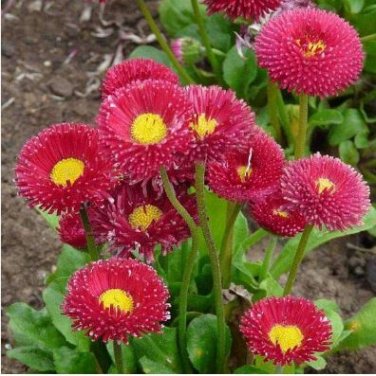 Heirloom Dark Red Daisy Bellis Perennis Flower 30 PCS Seeds