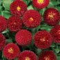 Heirloom Dark Red Daisy Bellis Perennis Flower 30 PCS Seeds