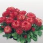 Heirloom Dark Red Daisy Bellis Perennis Flower 30 PCS Seeds