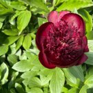 Heirloom Dark Red Middle Peony Tree Flower 5 PCS Seeds Heirloom Dark Red Middle Peony Tree Flower 5 PCS Seeds