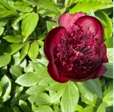 Heirloom Dark Red Middle Peony Tree Flower 5 PCS Seeds