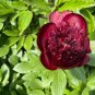 Heirloom Dark Red Middle Peony Tree Flower 5 PCS Seeds