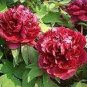 Heirloom Dark Red Middle Peony Tree Flower 5 PCS Seeds