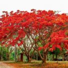 Heirloom Delonix Regia Purple Red Flame Tree 10 PCS Seeds