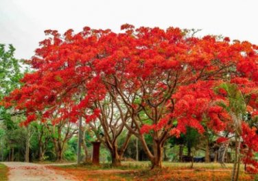 Heirloom Delonix Regia Purple Red Flame Tree 10 PCS Seeds