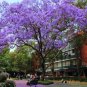 Heirloom Delonix Regia Purple Red Flame Tree 10 PCS Seeds