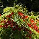 Heirloom Delonix Regia Red Flame Tree 10 PCS Seeds Heirloom Delonix Regia Red Flame Tree 10 PCS Seeds