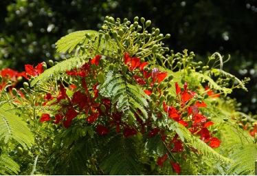 Heirloom Delonix Regia Red Flame Tree 10 PCS Seeds