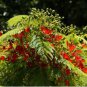 Heirloom Delonix Regia Red Flame Tree 10 PCS Seeds