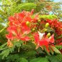 Heirloom Delonix Regia Red Flame Tree 10 PCS Seeds