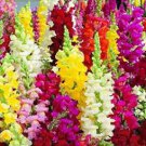 Heirloom Dwarf Common Snapdragon Bonsai Flower 200 PCS Seeds