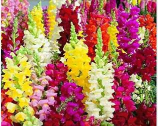 Heirloom Dwarf Common Snapdragon Bonsai Flower 200 PCS Seeds