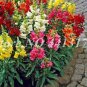 Heirloom Dwarf Common Snapdragon Bonsai Flower 200 PCS Seeds