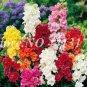 Heirloom Dwarf Common Snapdragon Bonsai Flower 200 PCS Seeds