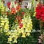 Heirloom Dwarf Common Snapdragon Bonsai Flower 200 PCS Seeds
