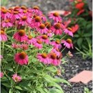 Heirloom Echinacea 'Powwow' Wild Berry Coneflower Perennial Flower 100 PCS Seeds