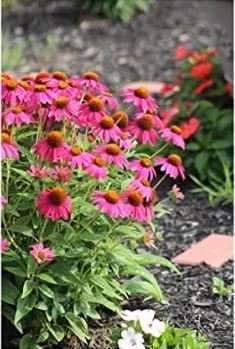 Heirloom Echinacea 'Powwow' Wild Berry Coneflower Perennial Flower 100 PCS Seeds