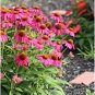 Heirloom Echinacea 'Powwow' Wild Berry Coneflower Perennial Flower 100 PCS Seeds