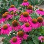 Heirloom Echinacea 'Powwow' Wild Berry Coneflower Perennial Flower 100 PCS Seeds