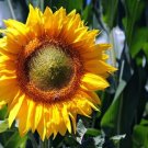 Heirloom Edible White Long Sunflower 20 pcs Seeds