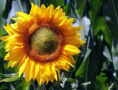 Heirloom Edible White Long Sunflower 20 pcs Seeds