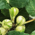 Heirloom Ficus Carica 'Panache' Tiger Stripe Fig Tree 6 PCS Seeds Heirloom Ficus Carica 'Panache' Tiger Stripe Fig Tree 6 PCS Seeds