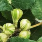 Heirloom Ficus Carica 'Panache' Tiger Stripe Fig Tree 6 PCS Seeds