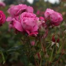 Heirloom Fleshcolor European Rose Flower 50 PCS Seeds