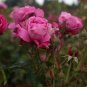 Heirloom Fleshcolor European Rose Flower 50 PCS Seeds