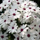 Heirloom Florist's Cineraria F1 Flower 30 PCS Seeds