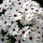 Heirloom Florist's Cineraria F1 Flower 30 PCS Seeds